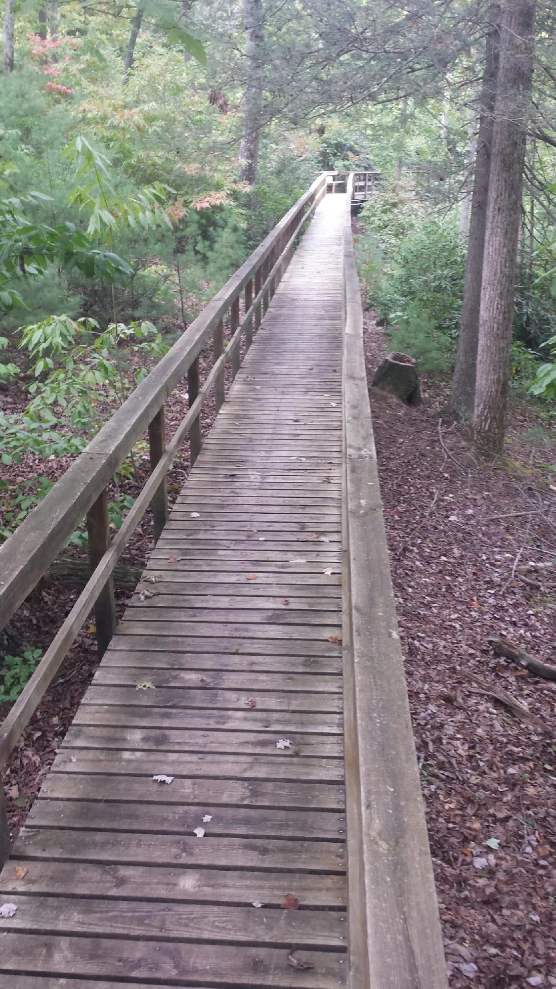Long wood walkway with handrails built through the woods in Cedar Hill
